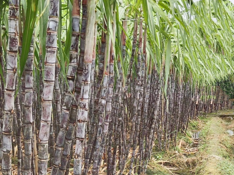 甘蔗壓榨脫水機(jī)